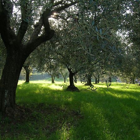 Olive Tree Hill Bed & Breakfast Zagarolo Dış mekan fotoğraf