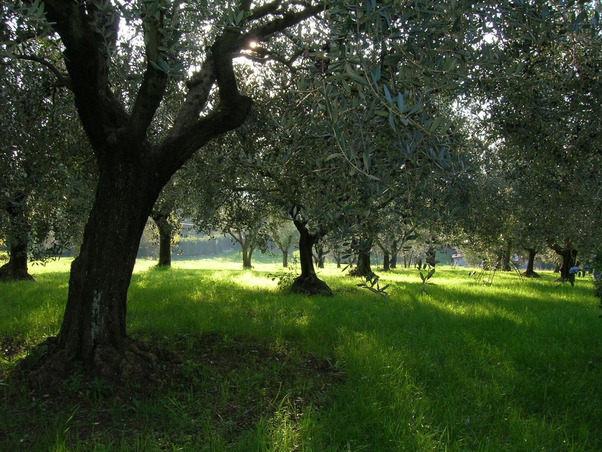 Olive Tree Hill Bed & Breakfast Zagarolo Dış mekan fotoğraf